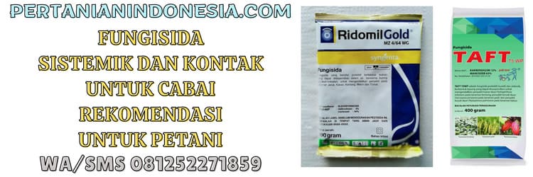 fungisida,sistemik,kontak,sistemik dan kontak,cabai